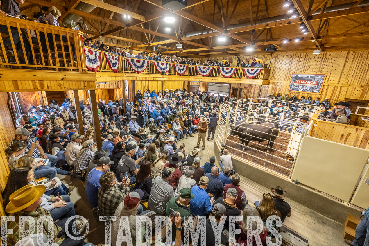TMyers_SpringBullSale_Cameron_Feb2024-520494