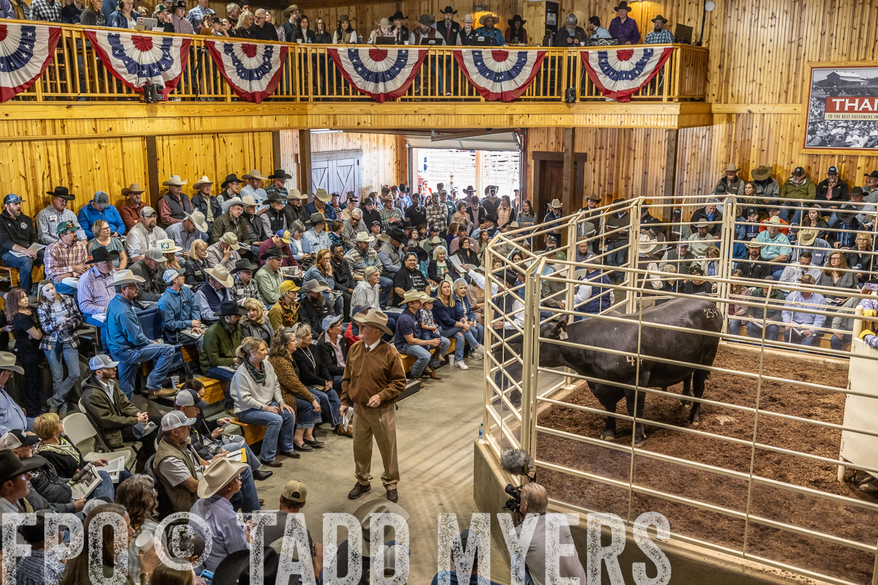 TMyers_SpringBullSale_Cameron_Feb2024-520509