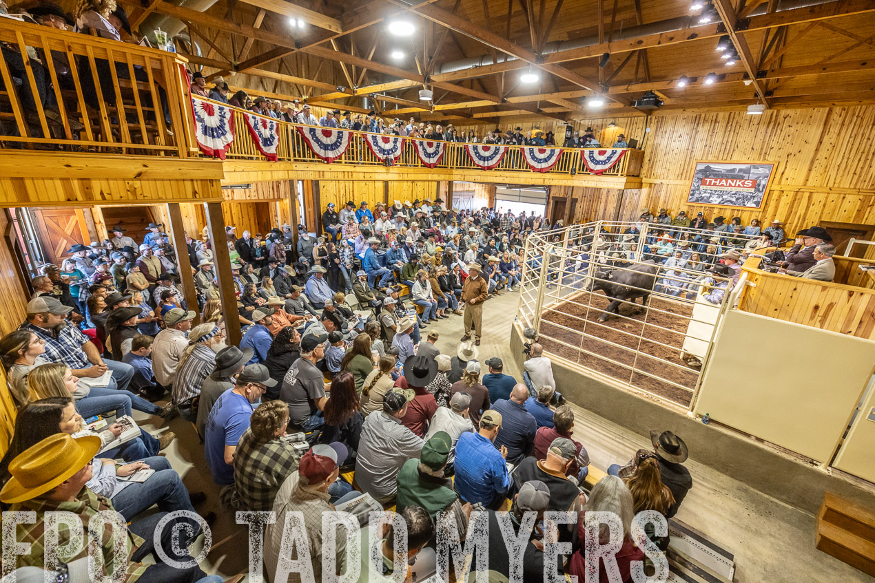 TMyers_SpringBullSale_Cameron_Feb2024-520537