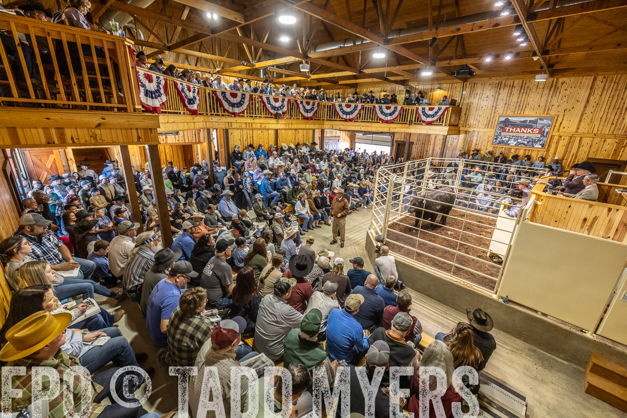 TMyers_SpringBullSale_Cameron_Feb2024-520540