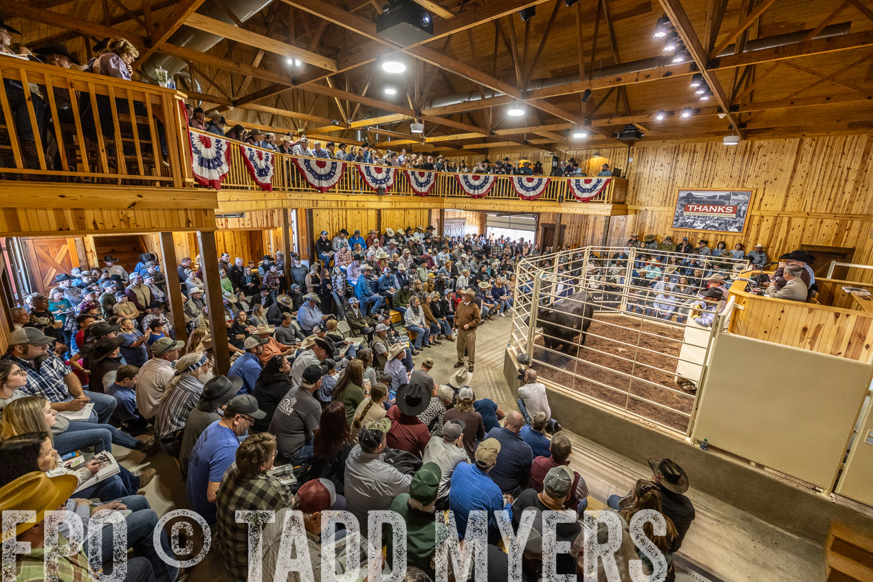 TMyers_SpringBullSale_Cameron_Feb2024-520551