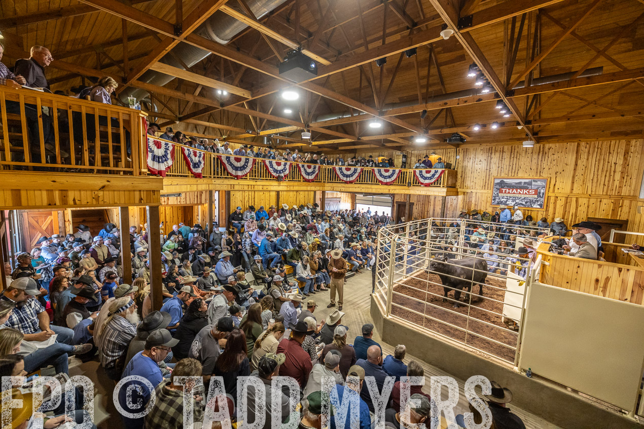 TMyers_SpringBullSale_Cameron_Feb2024-520573