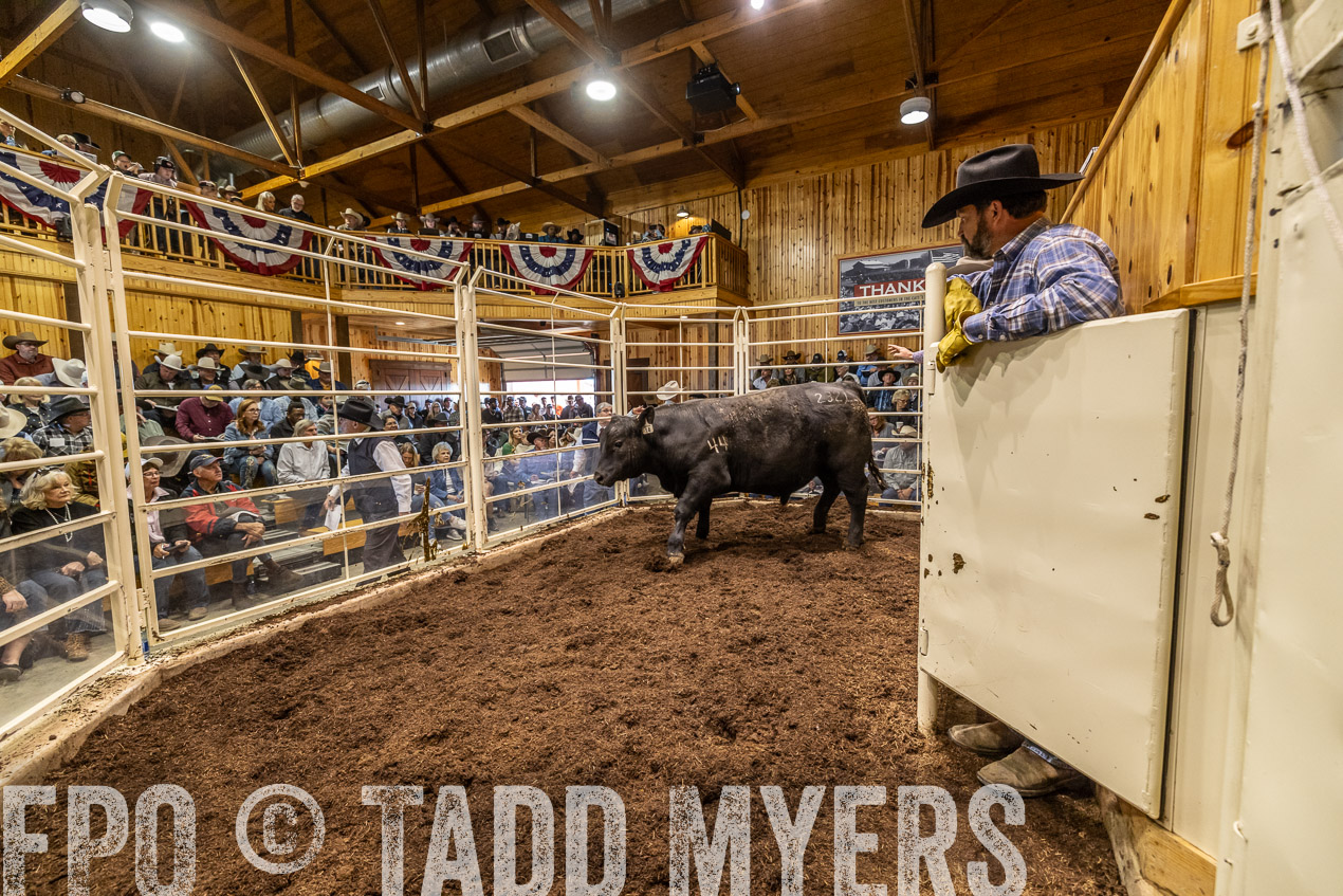 TMyers_SpringBullSale_Cameron_Feb2024-520631