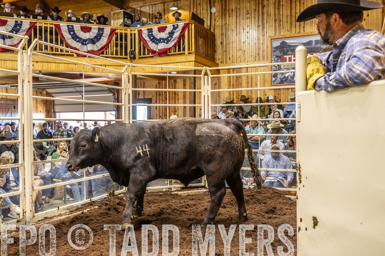 TMyers_SpringBullSale_Cameron_Feb2024-520665