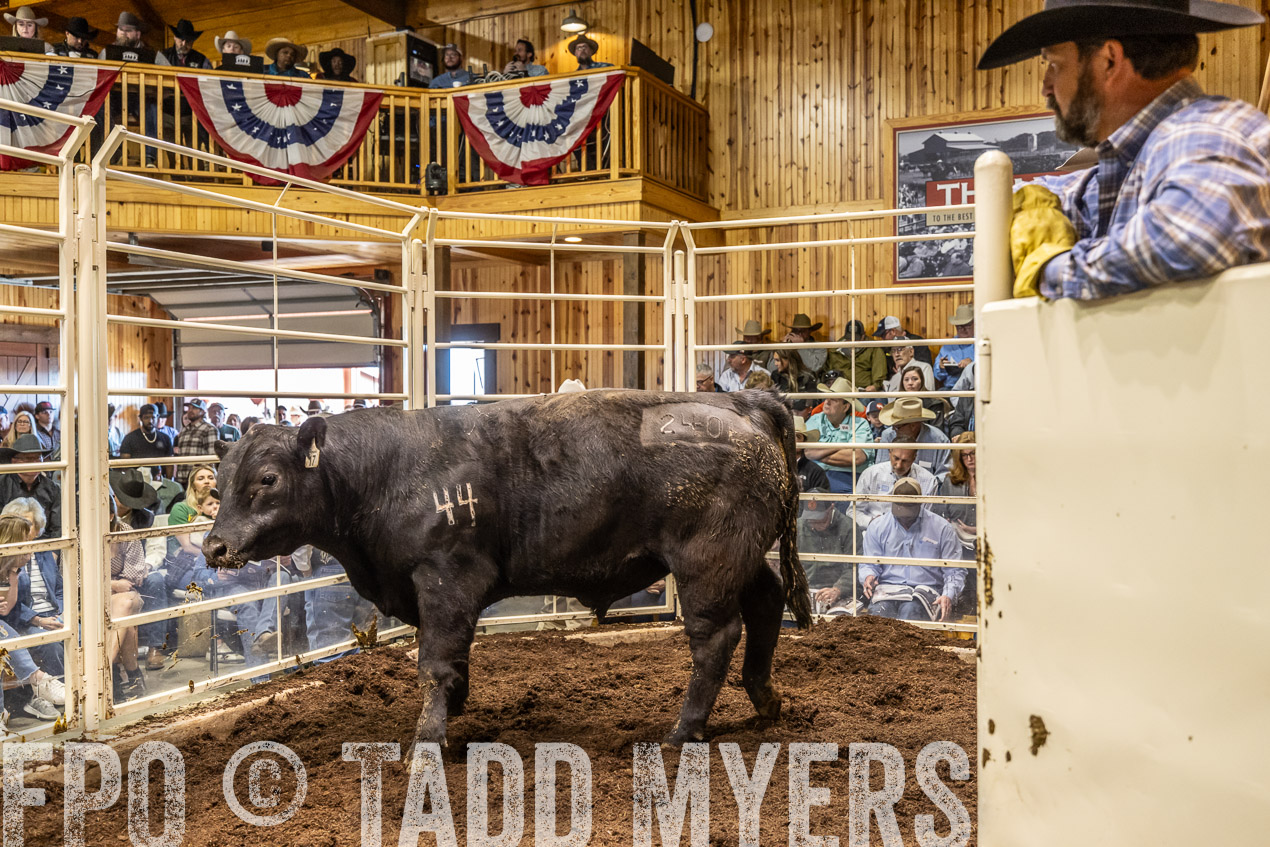 TMyers_SpringBullSale_Cameron_Feb2024-520666