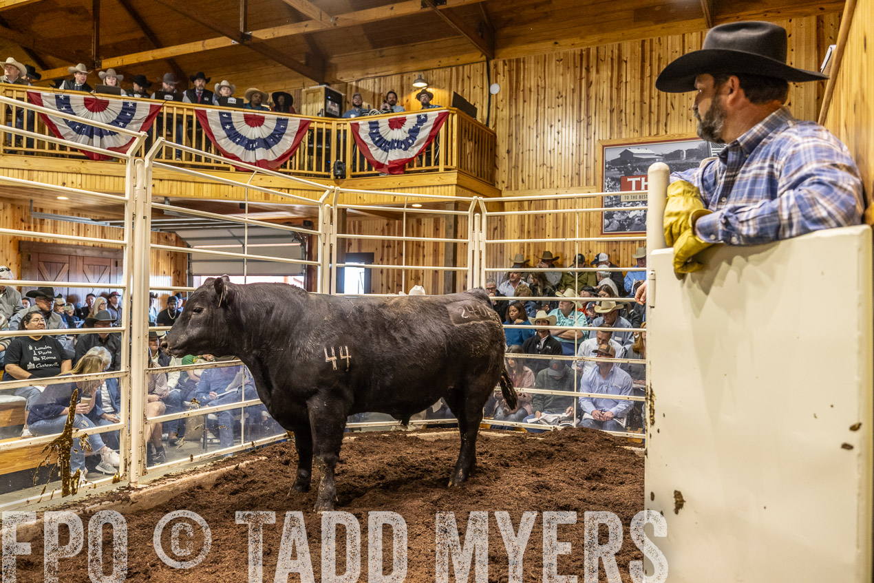 TMyers_SpringBullSale_Cameron_Feb2024-520676