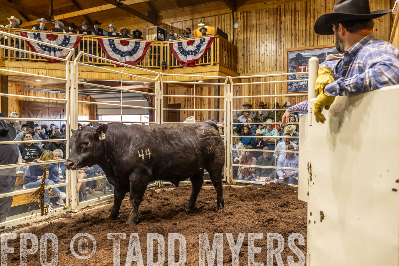 TMyers_SpringBullSale_Cameron_Feb2024-520688