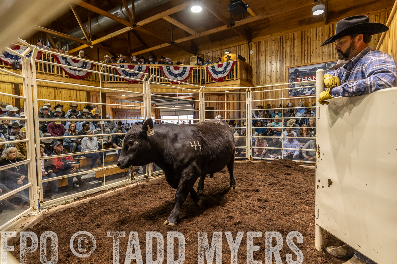 TMyers_SpringBullSale_Cameron_Feb2024-520731