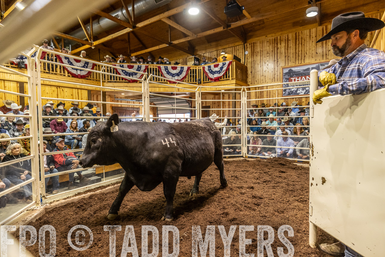 TMyers_SpringBullSale_Cameron_Feb2024-520734