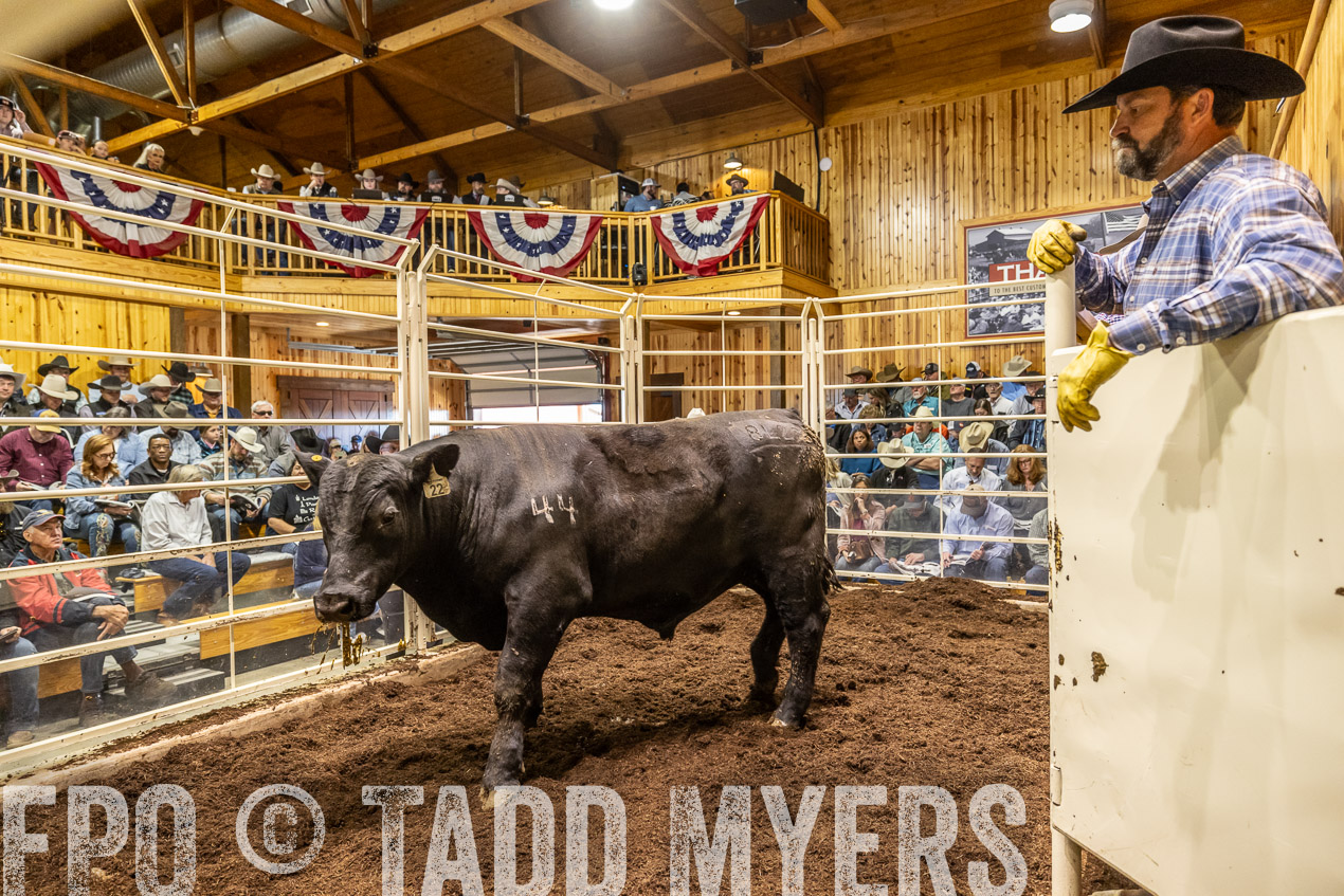 TMyers_SpringBullSale_Cameron_Feb2024-520752