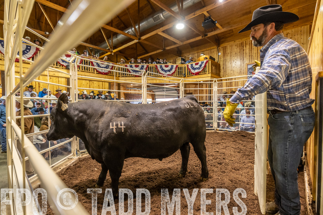 TMyers_SpringBullSale_Cameron_Feb2024-520781