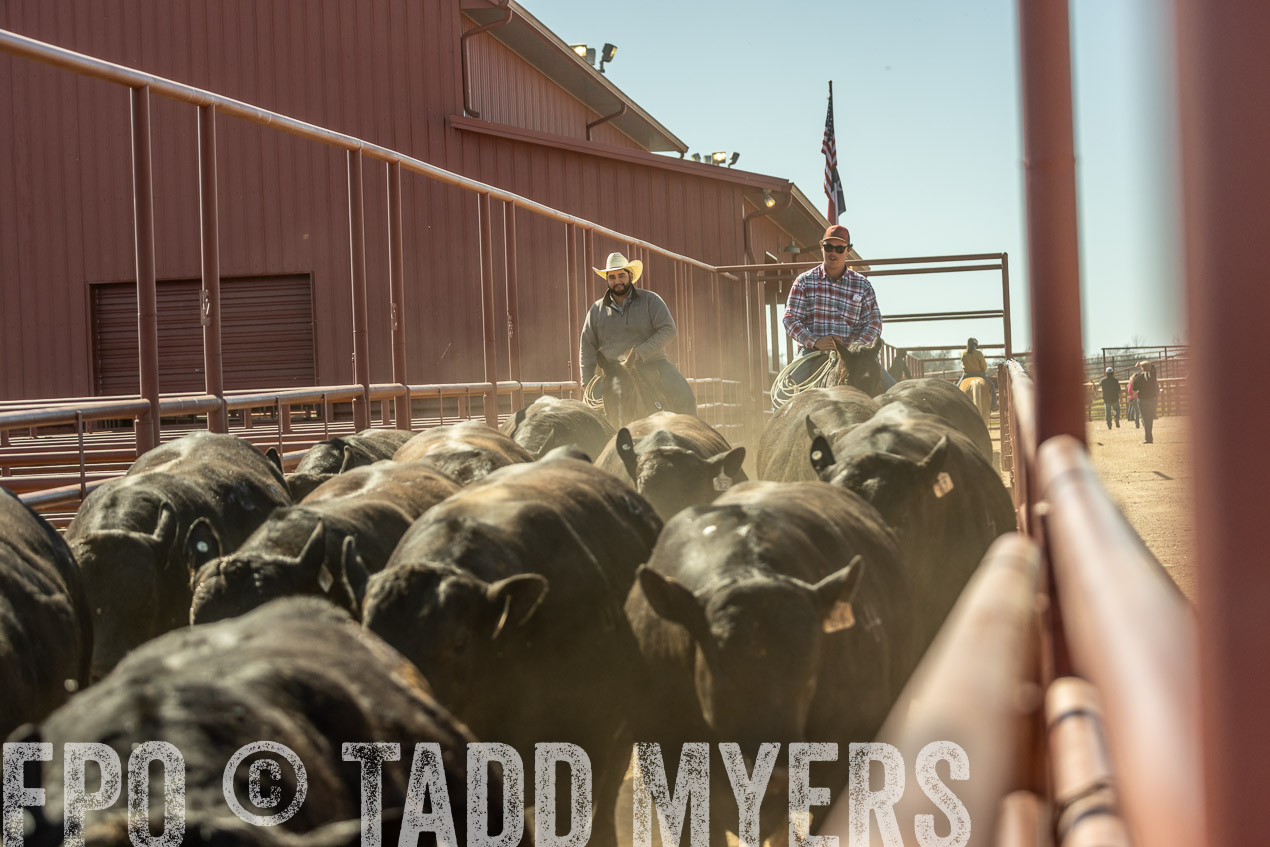 TMyers_SpringBullSale_Cameron_Feb2024-520865