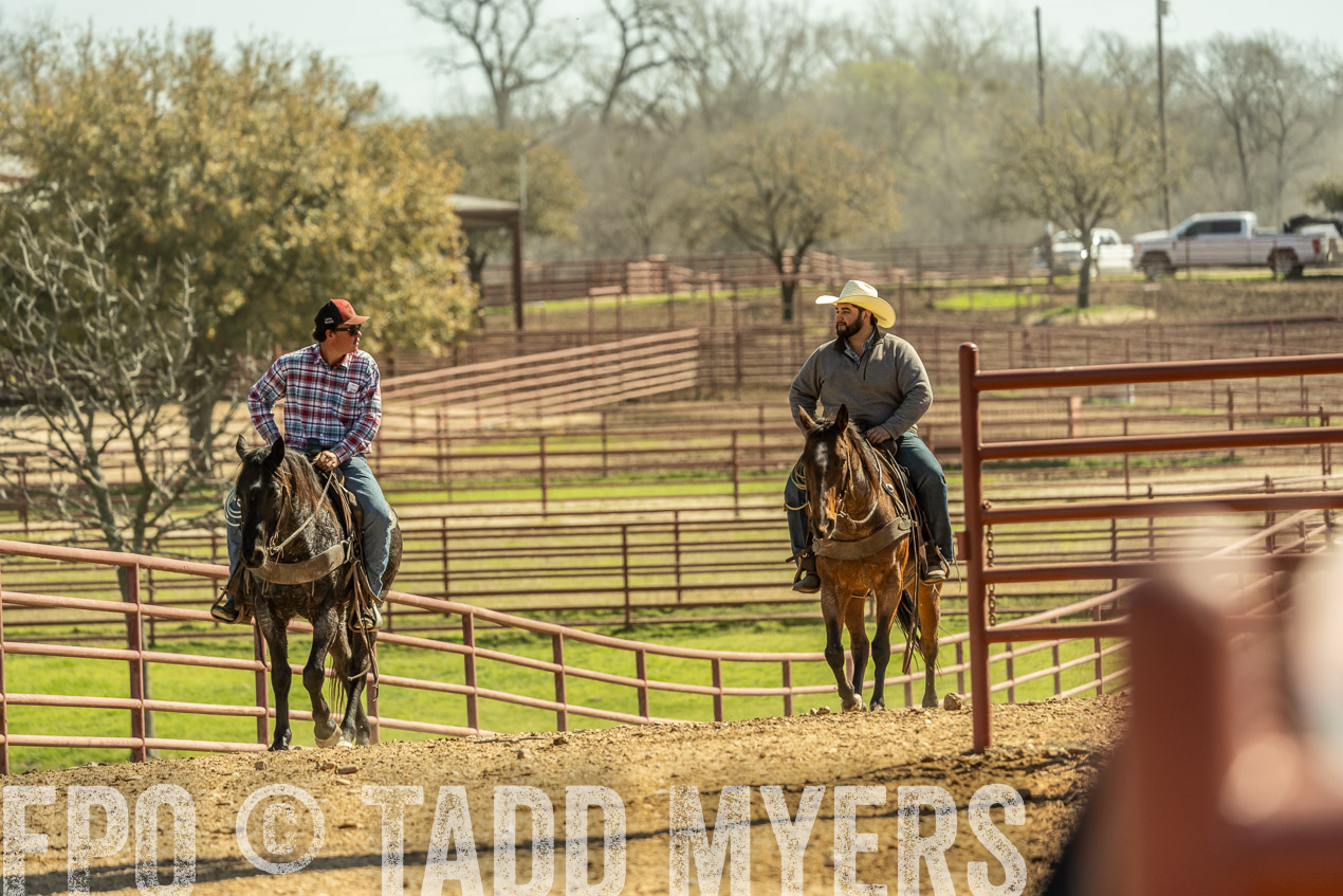 TMyers_SpringBullSale_Cameron_Feb2024-520902