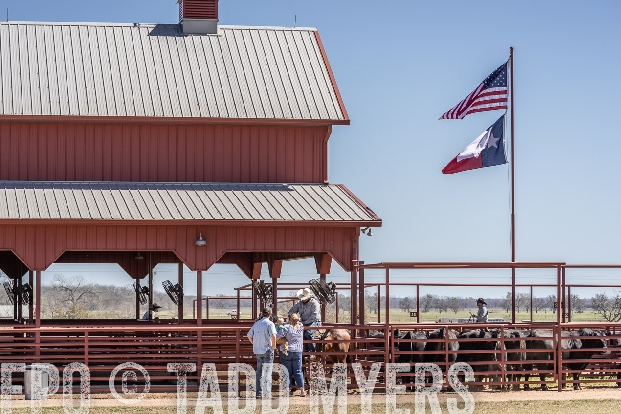 TMyers_SpringBullSale_Cameron_Feb2024-522837