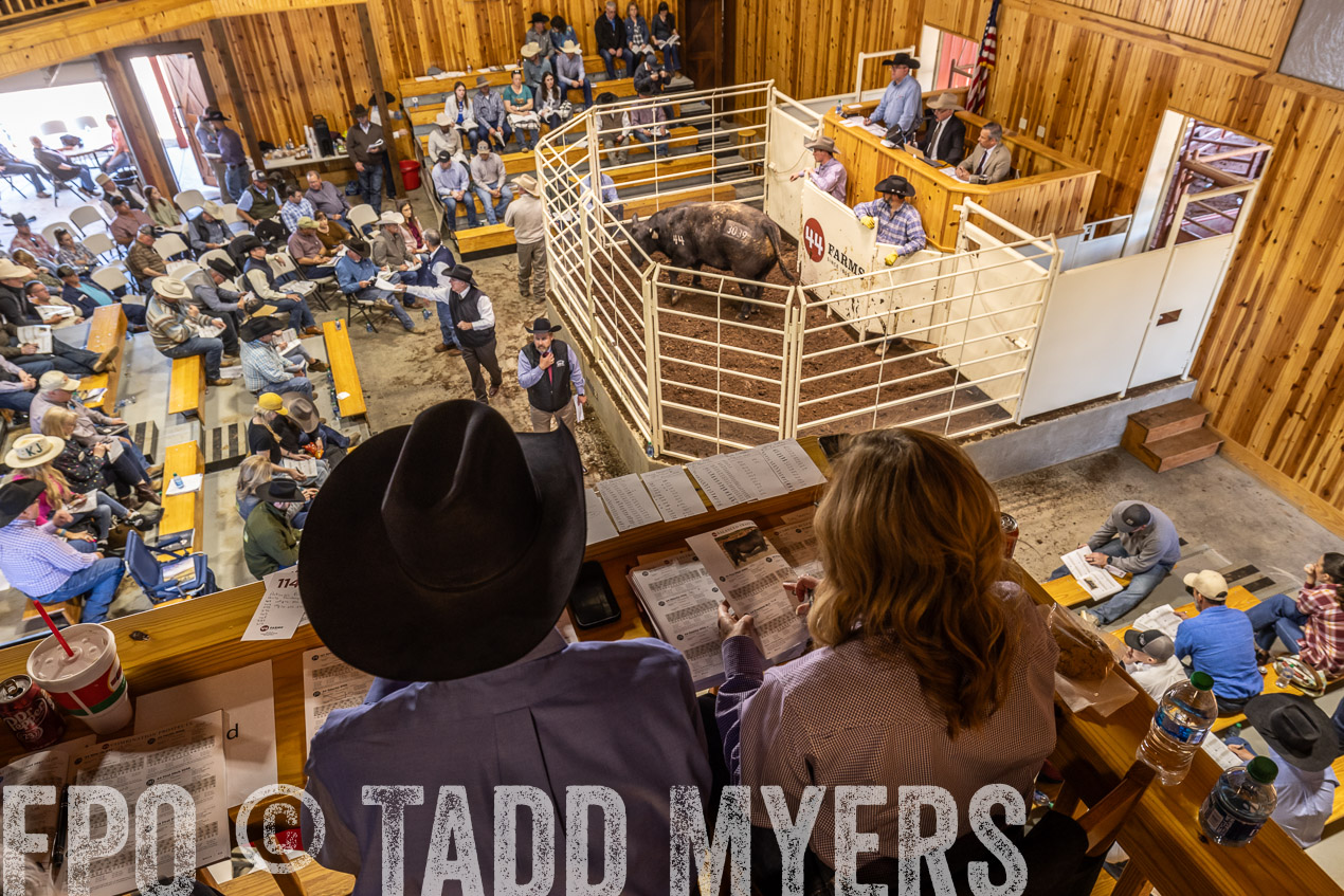TMyers_SpringBullSale_Cameron_Feb2024-522856