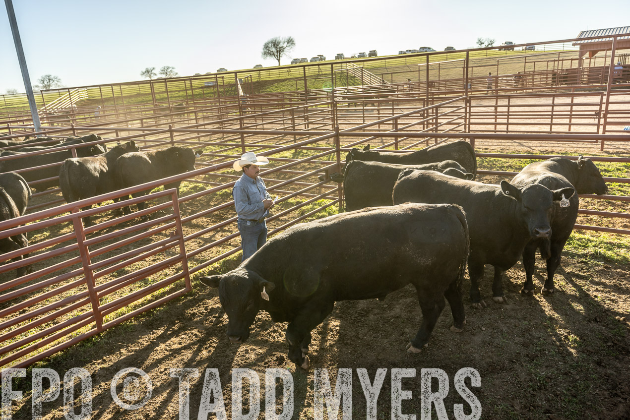 TMyers_SpringBullSale_Cameron_Feb2024-522878