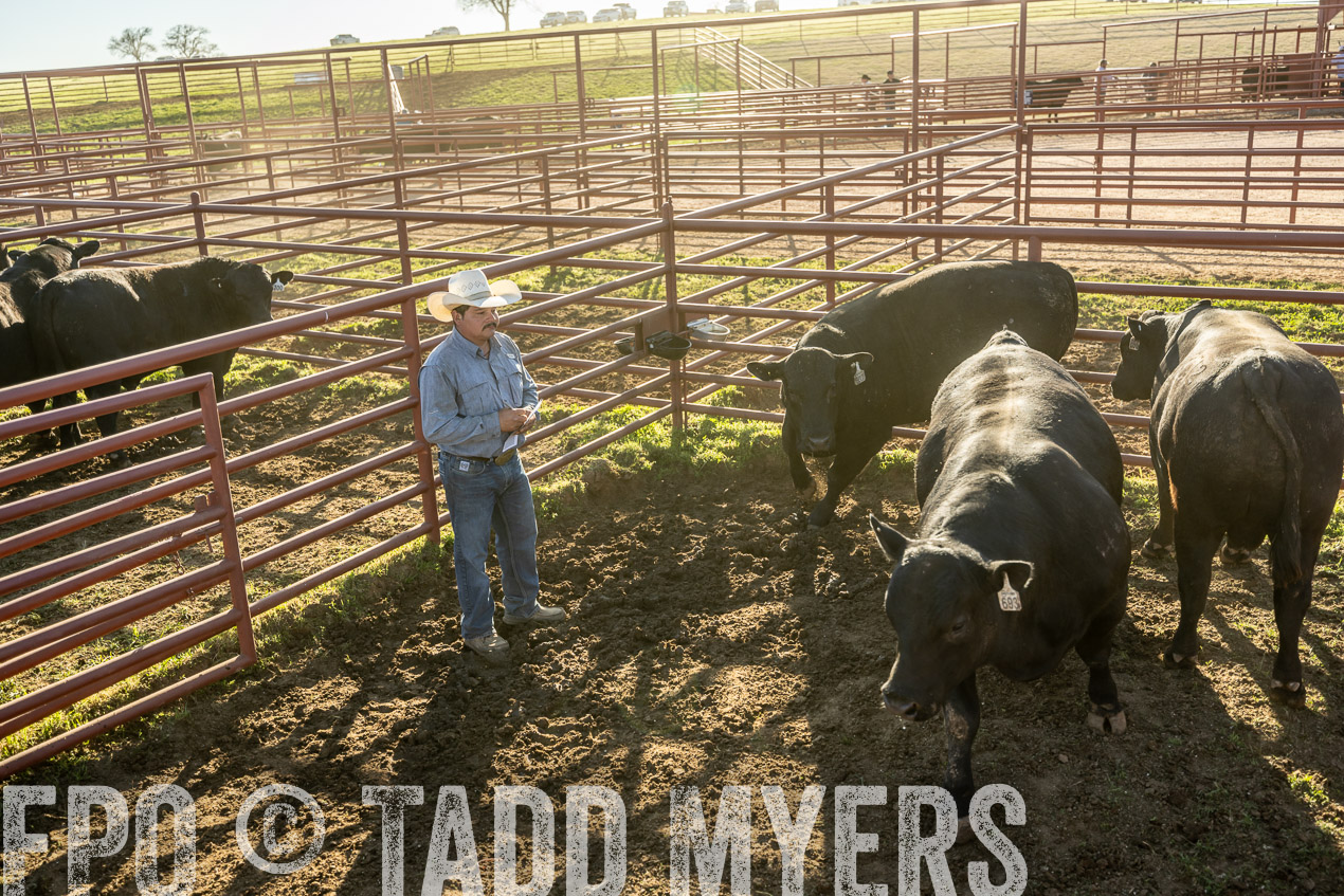 TMyers_SpringBullSale_Cameron_Feb2024-522887