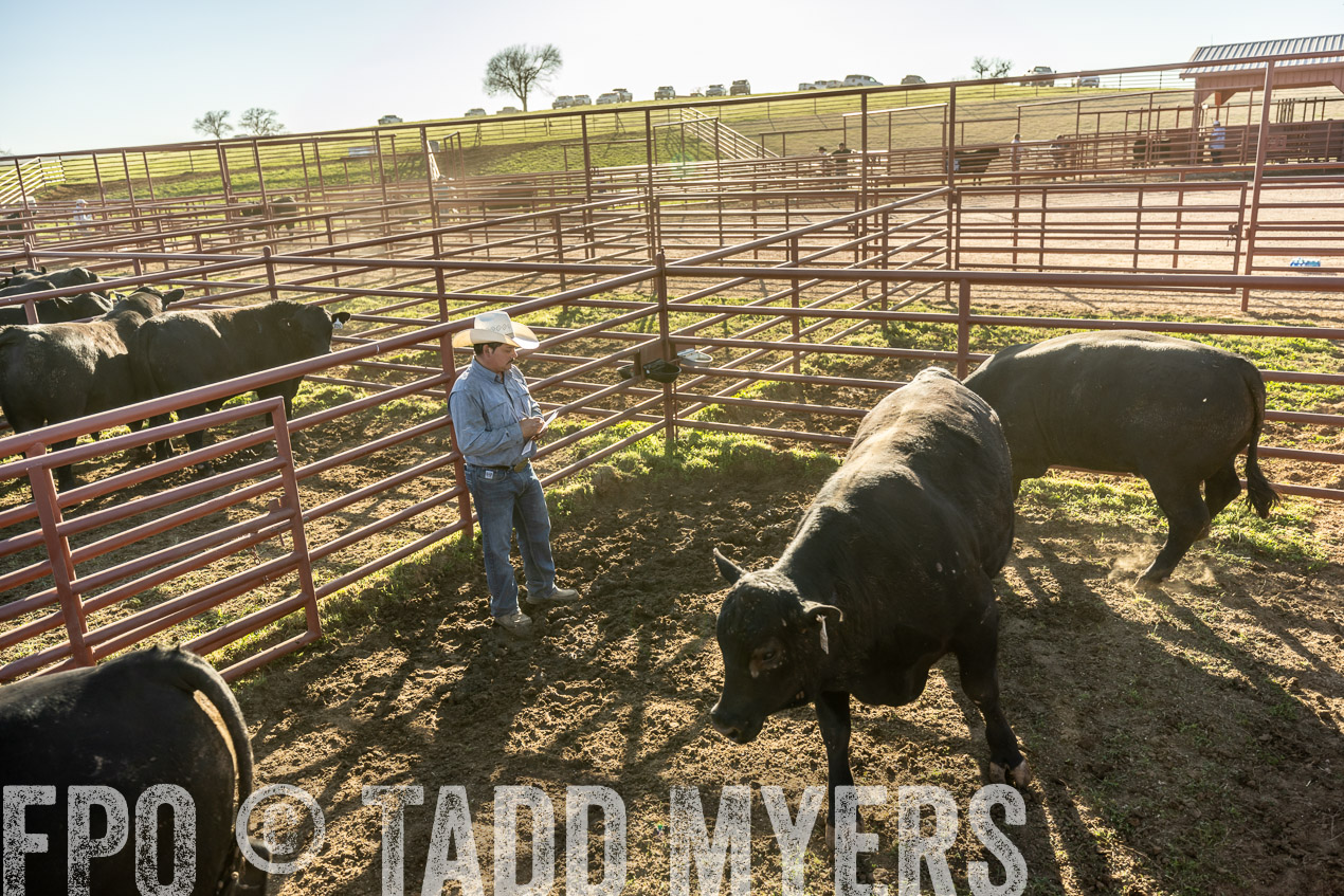 TMyers_SpringBullSale_Cameron_Feb2024-522891
