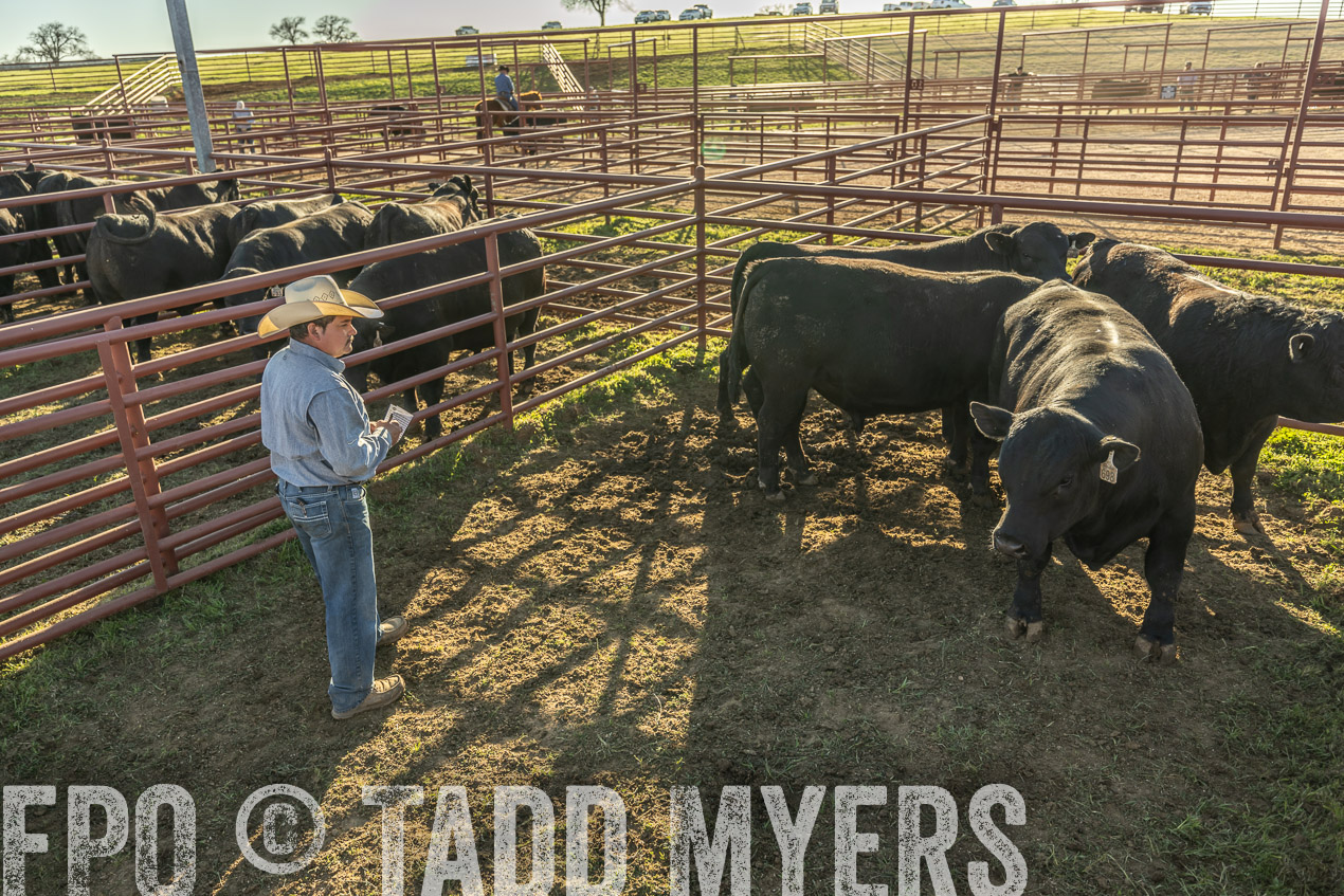 TMyers_SpringBullSale_Cameron_Feb2024-522914