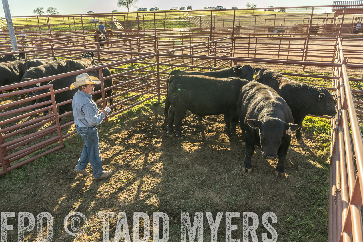 TMyers_SpringBullSale_Cameron_Feb2024-522916