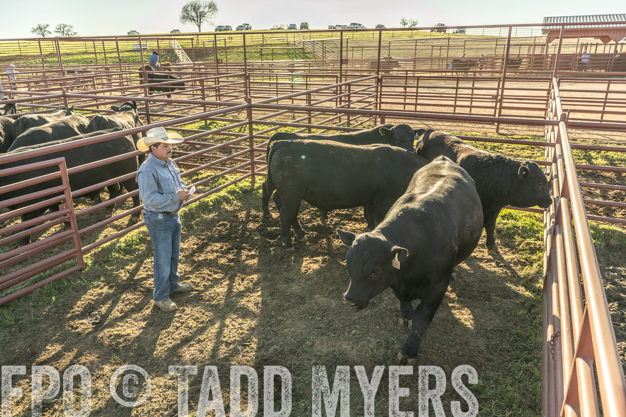 TMyers_SpringBullSale_Cameron_Feb2024-522923