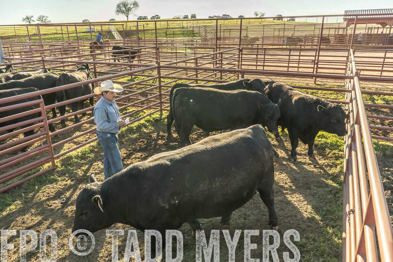 TMyers_SpringBullSale_Cameron_Feb2024-522932