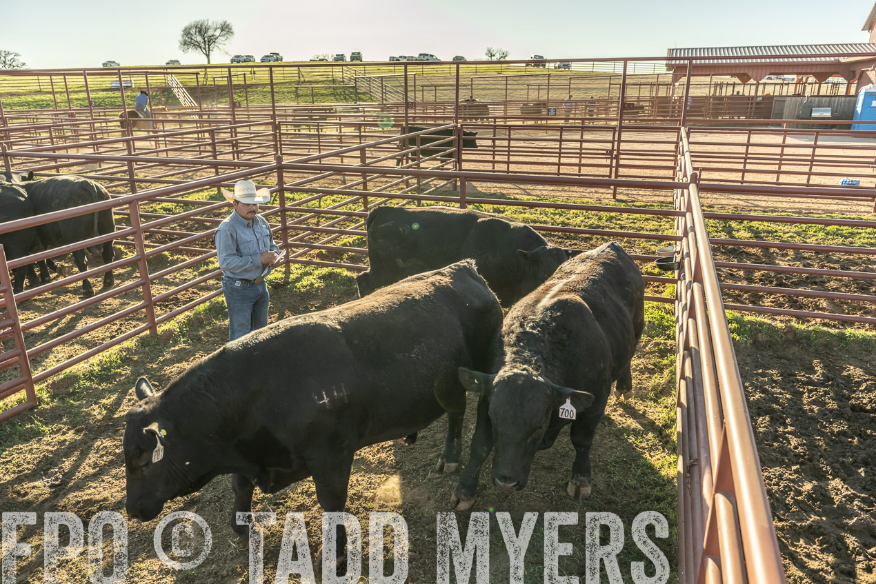 TMyers_SpringBullSale_Cameron_Feb2024-522949