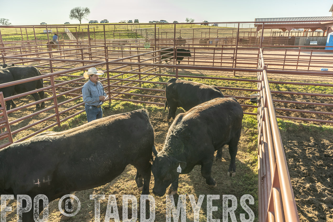 TMyers_SpringBullSale_Cameron_Feb2024-522951