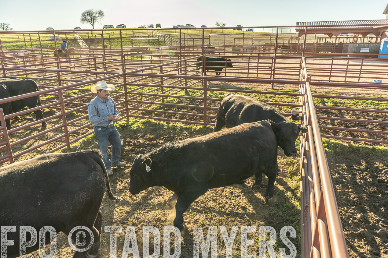 TMyers_SpringBullSale_Cameron_Feb2024-522956