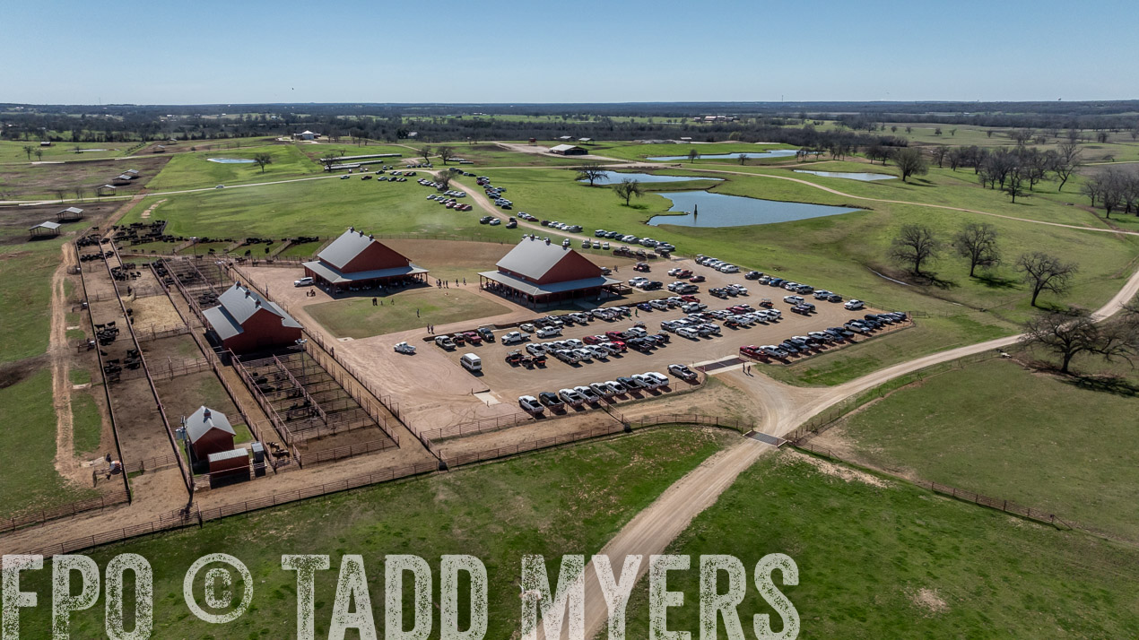 TMyers_SpringBullSale_Cameron_Feb2024-0224