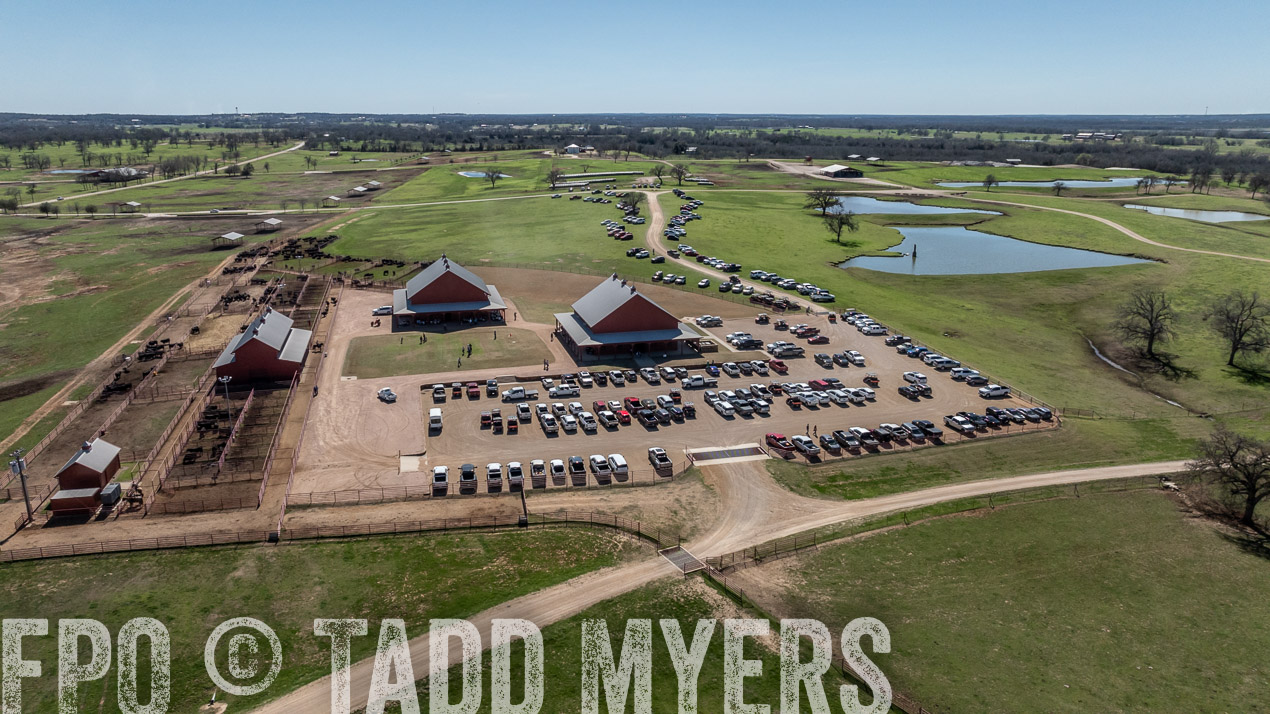 TMyers_SpringBullSale_Cameron_Feb2024-0227