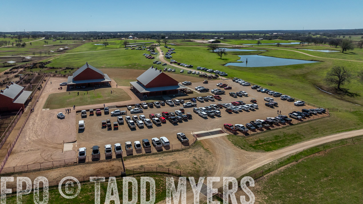 TMyers_SpringBullSale_Cameron_Feb2024-0230