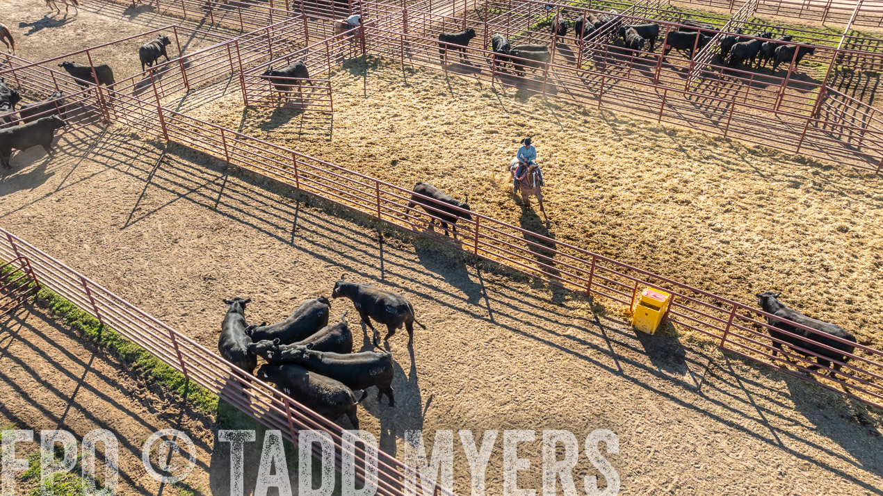 TMyers_SpringBullSale_Cameron_Feb2024-0279
