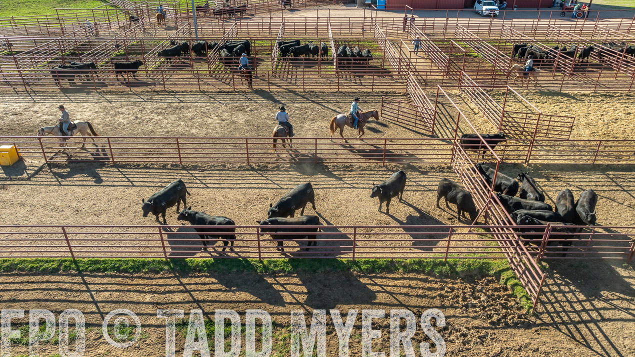 TMyers_SpringBullSale_Cameron_Feb2024-0286