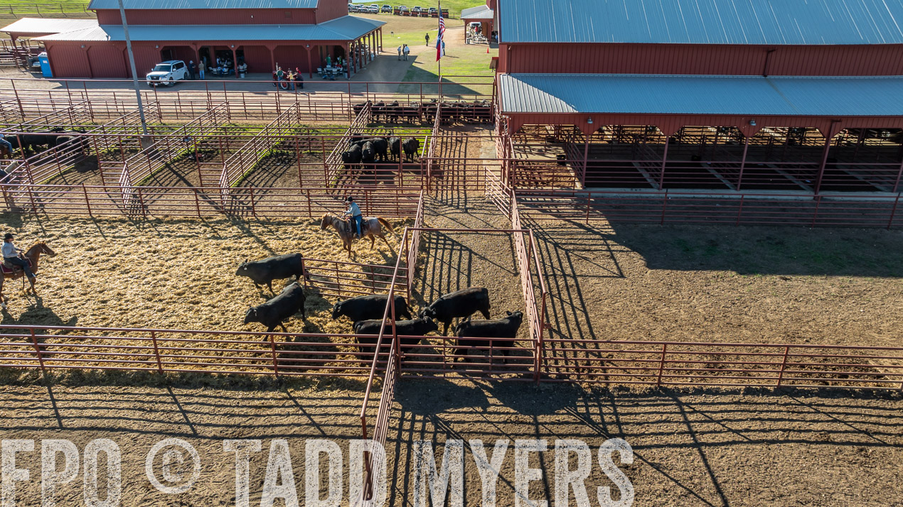 TMyers_SpringBullSale_Cameron_Feb2024-0291
