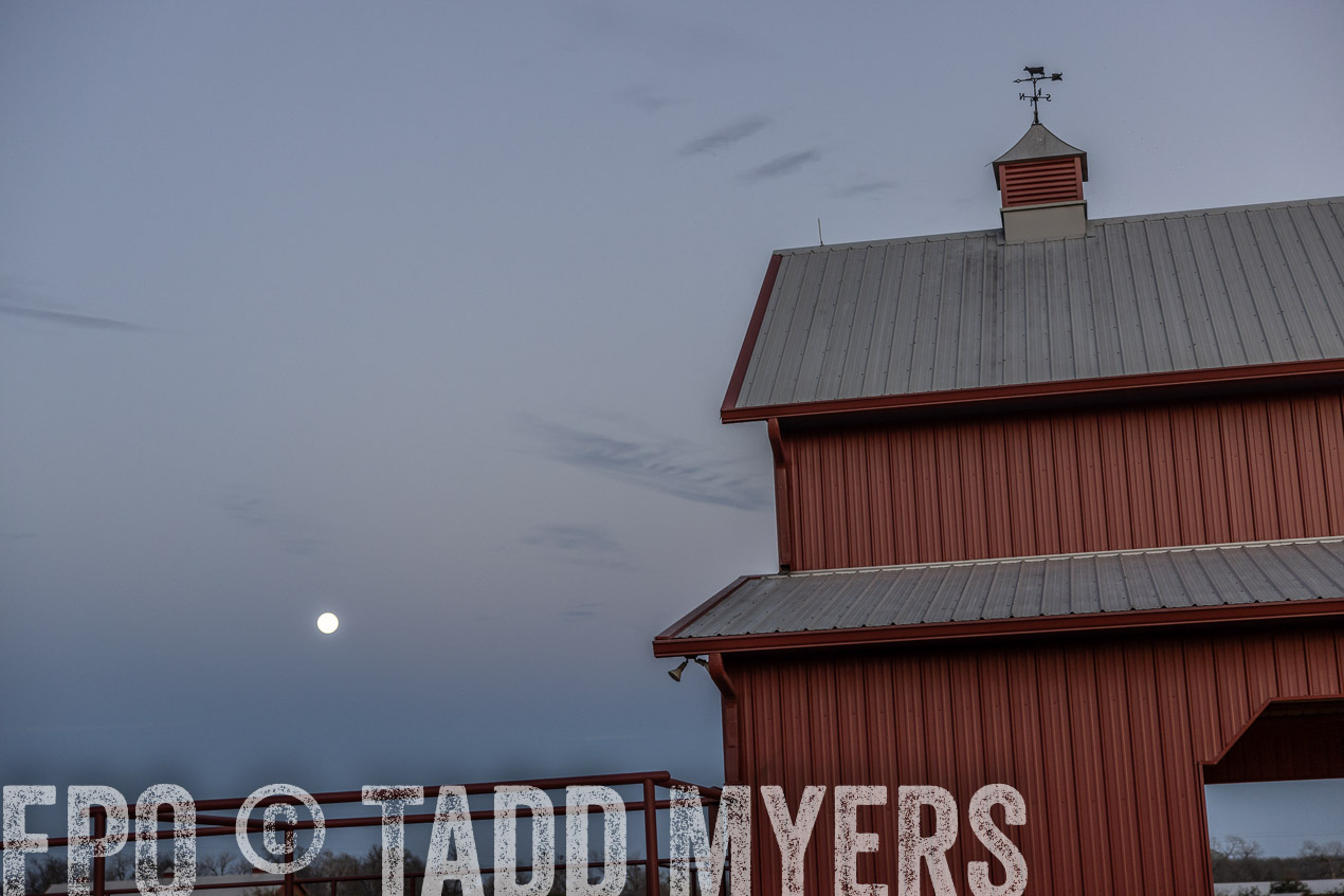 TMyers_SpringBullSale_Cameron_Feb2024-511325