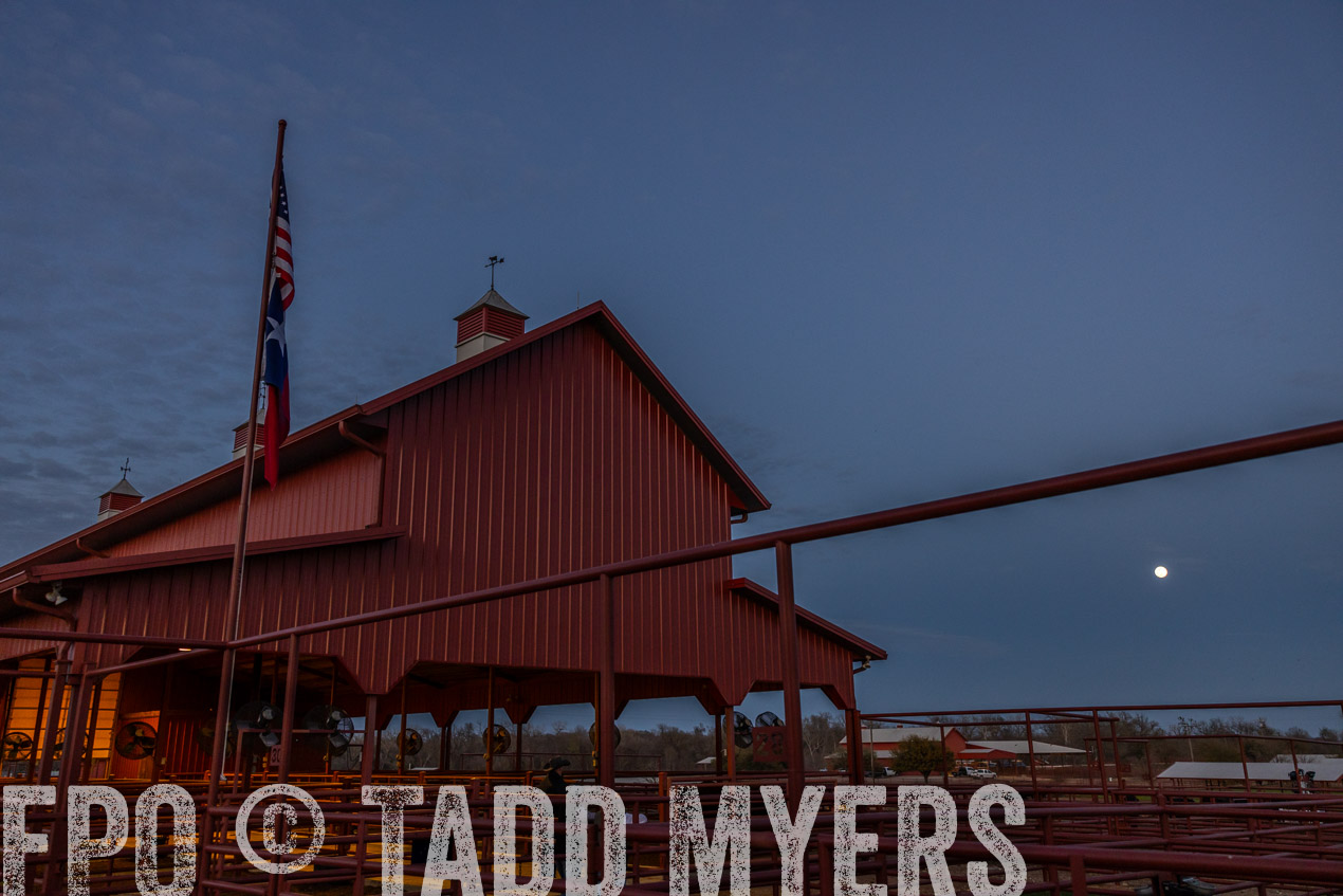 TMyers_SpringBullSale_Cameron_Feb2024-511358
