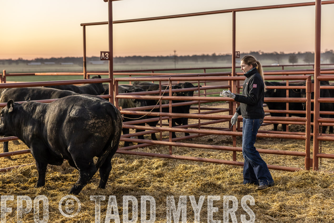 TMyers_SpringBullSale_Cameron_Feb2024-511475