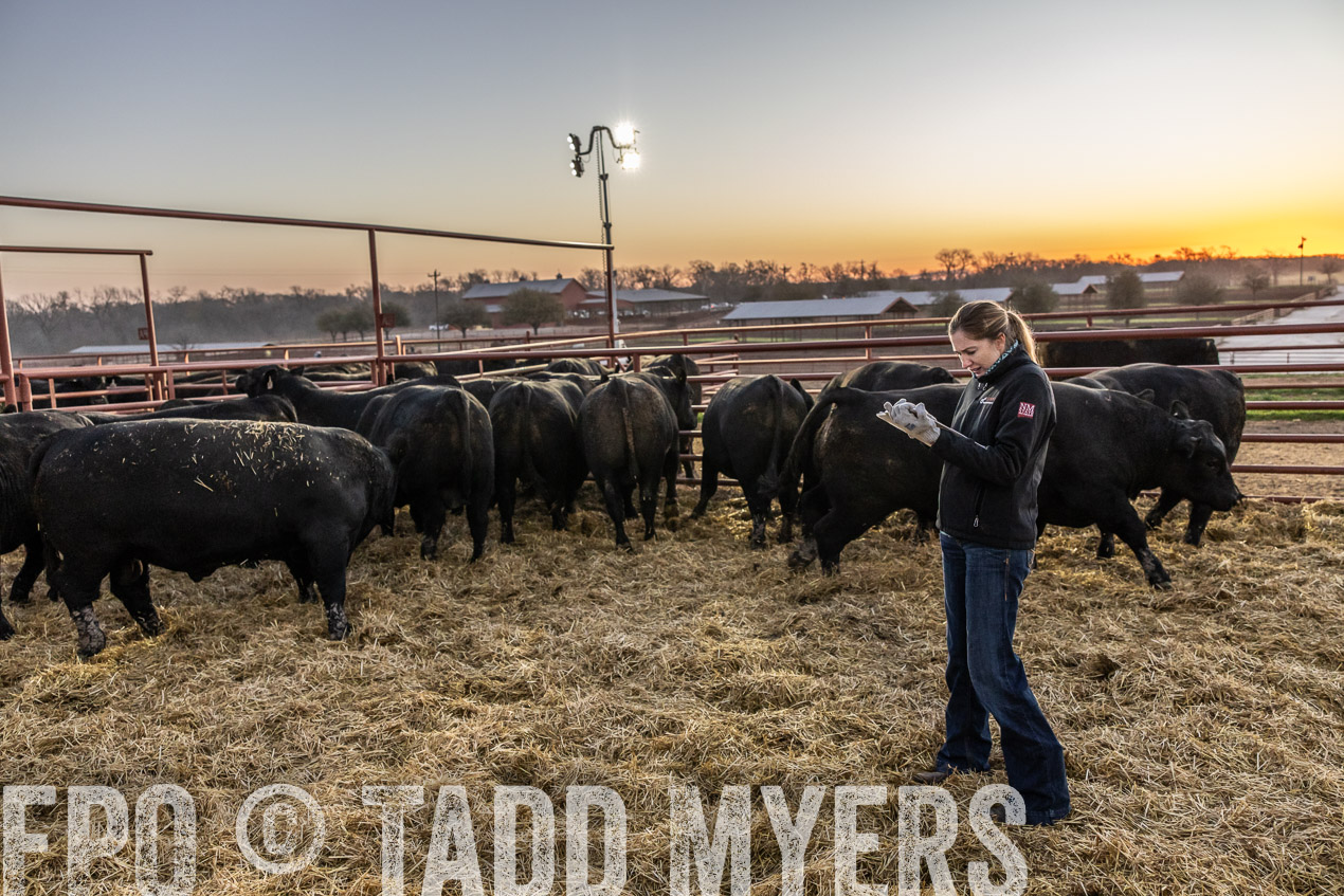 TMyers_SpringBullSale_Cameron_Feb2024-511484
