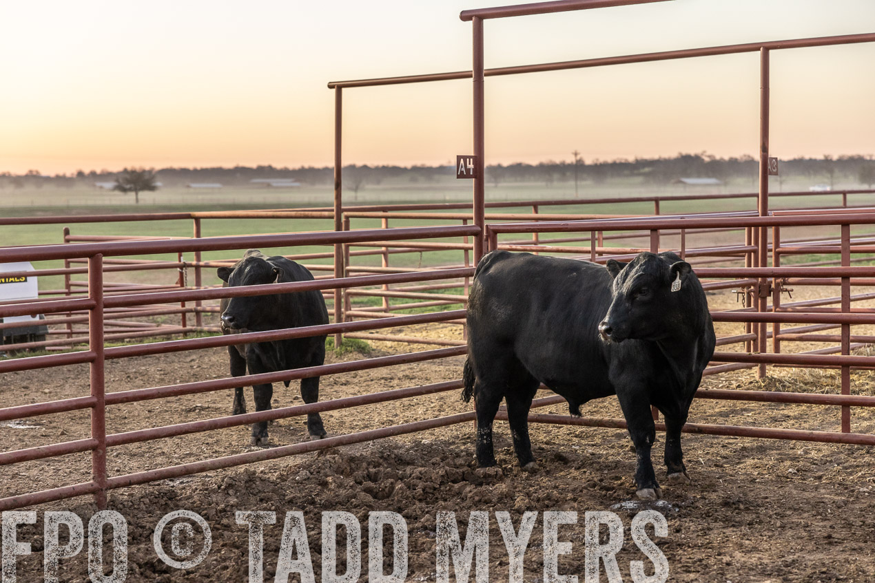 TMyers_SpringBullSale_Cameron_Feb2024-511576