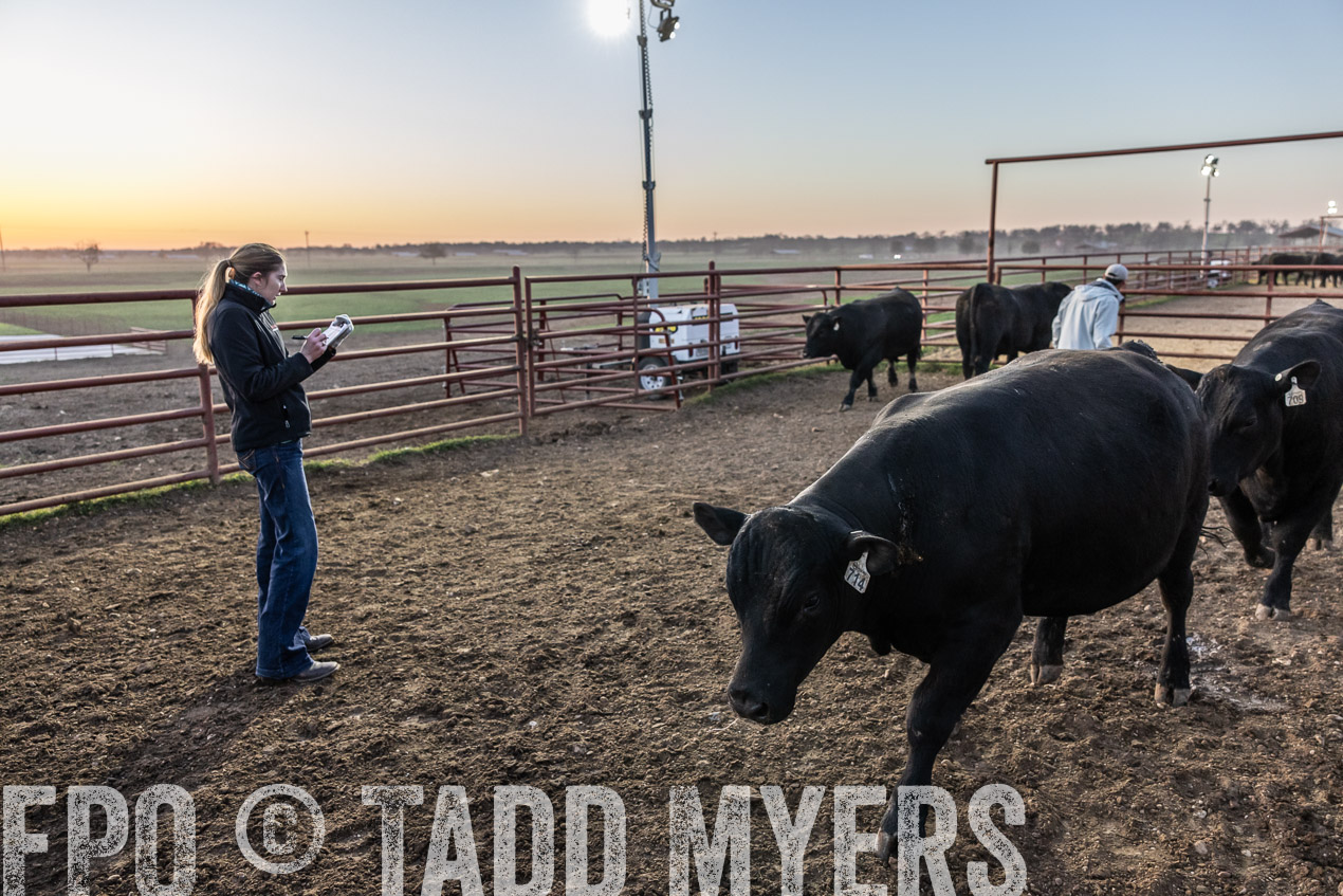 TMyers_SpringBullSale_Cameron_Feb2024-511620