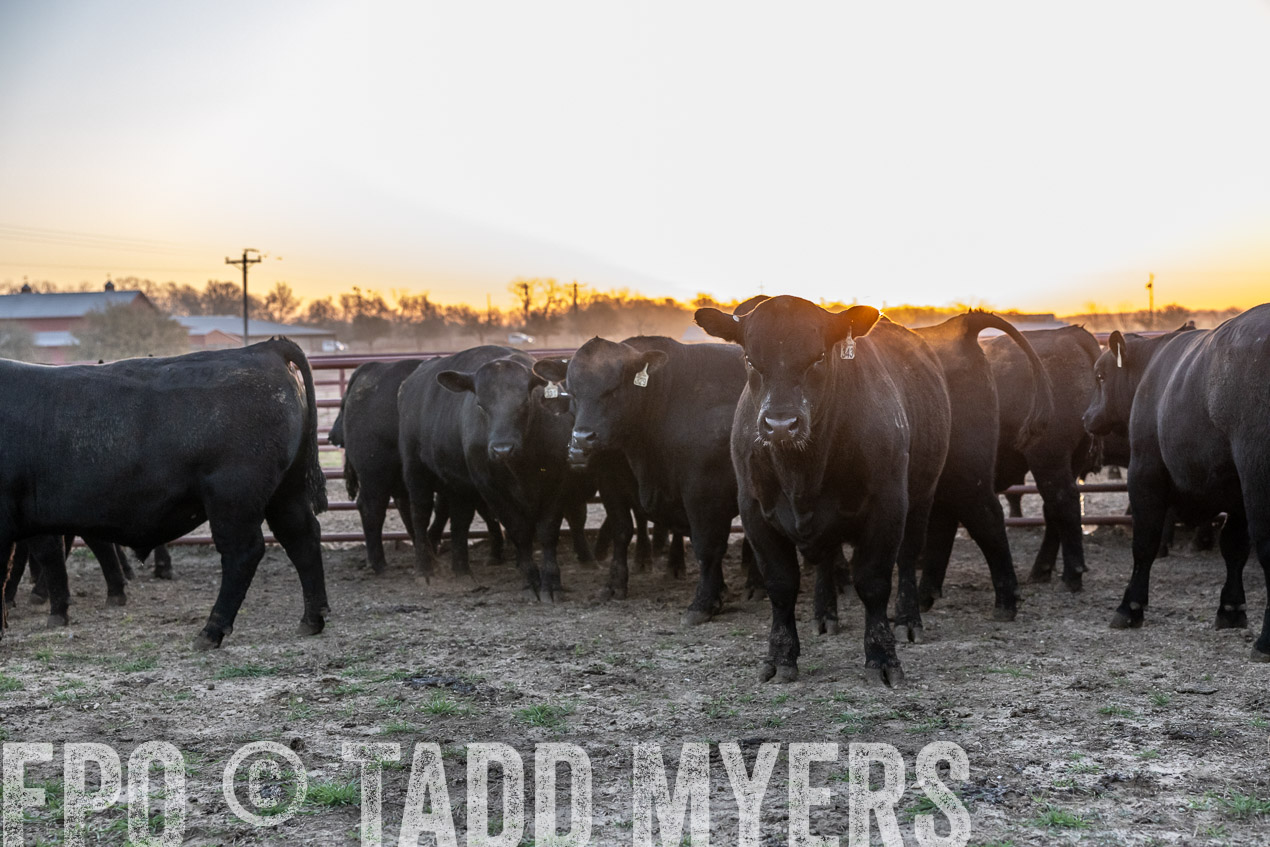 TMyers_SpringBullSale_Cameron_Feb2024-511637