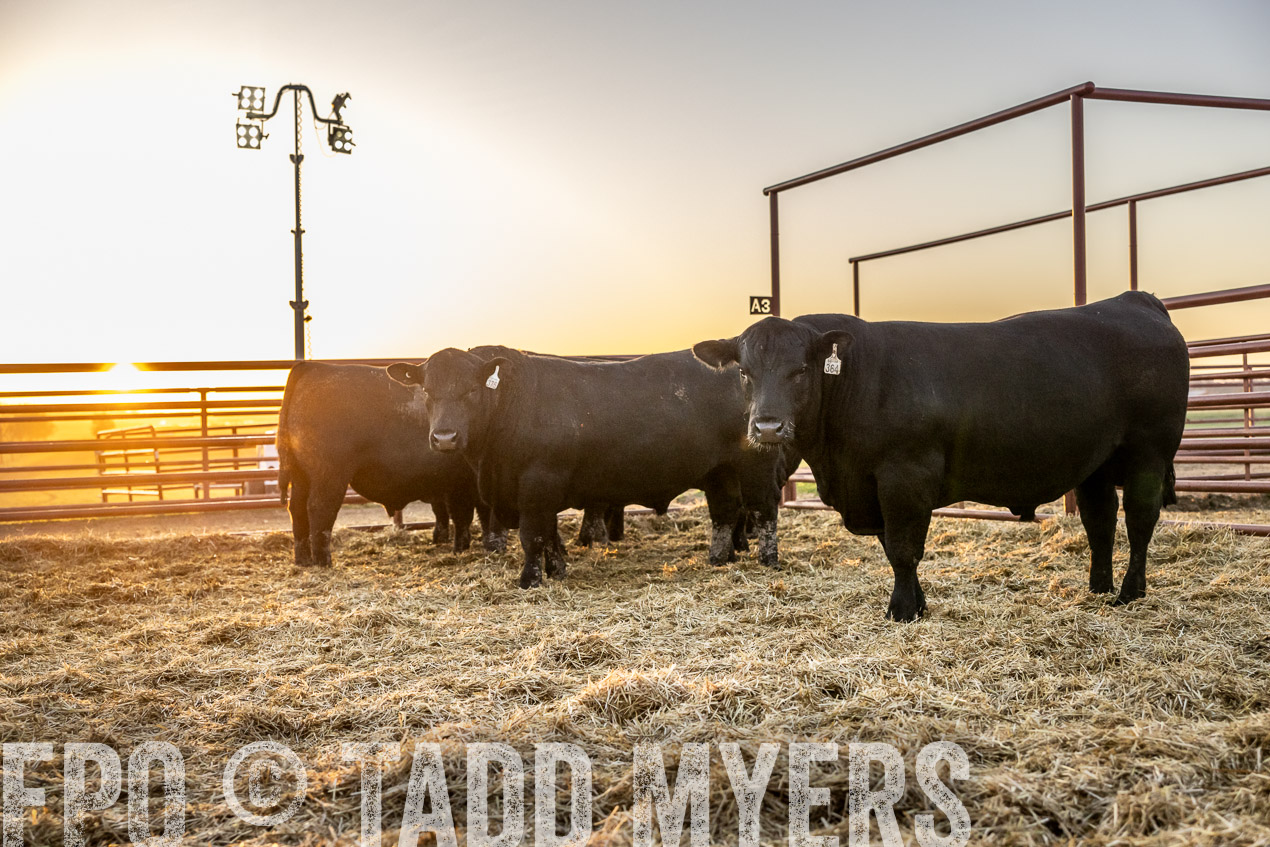 TMyers_SpringBullSale_Cameron_Feb2024-511650