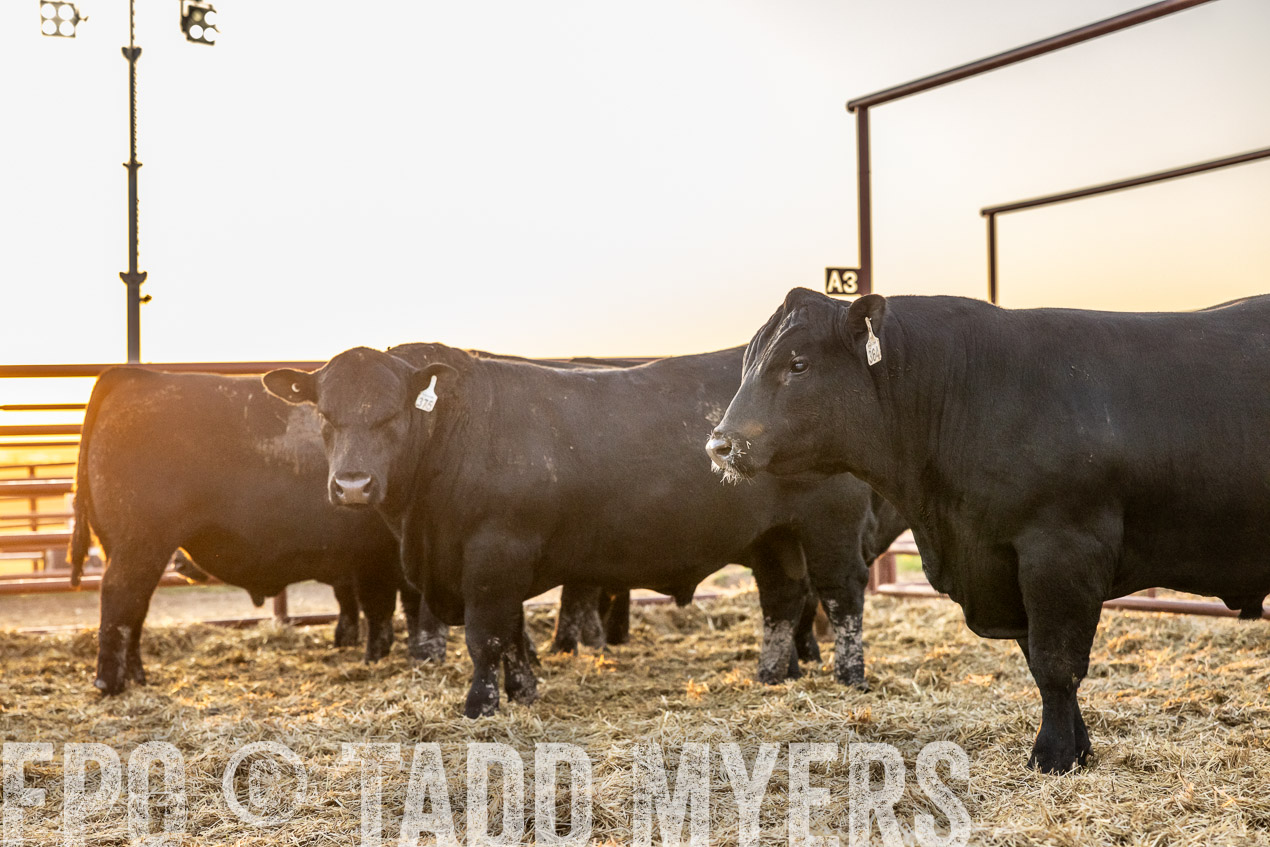 TMyers_SpringBullSale_Cameron_Feb2024-511652