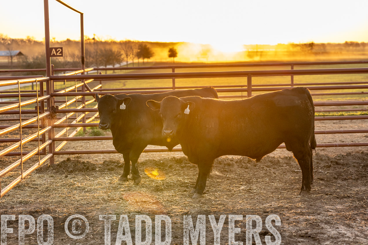 TMyers_SpringBullSale_Cameron_Feb2024-511659