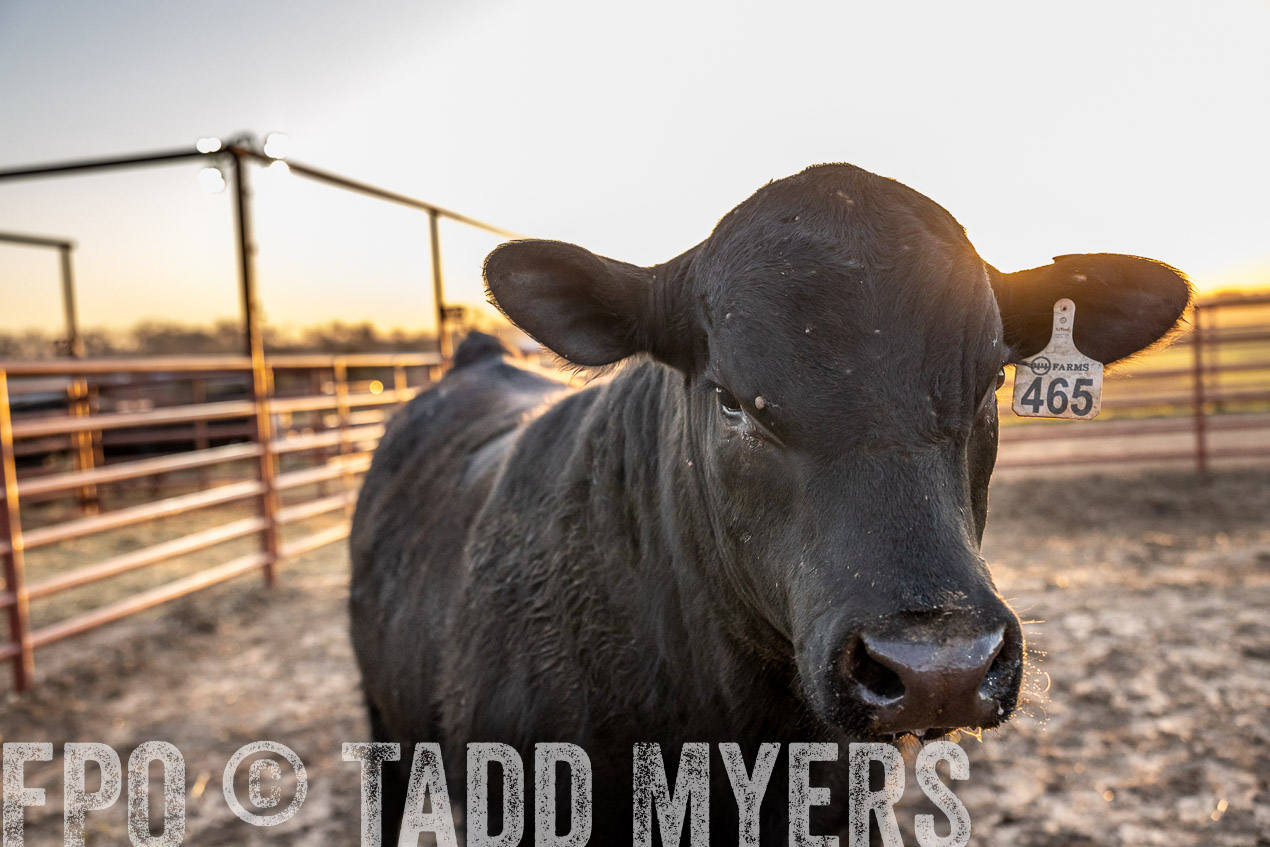 TMyers_SpringBullSale_Cameron_Feb2024-511682