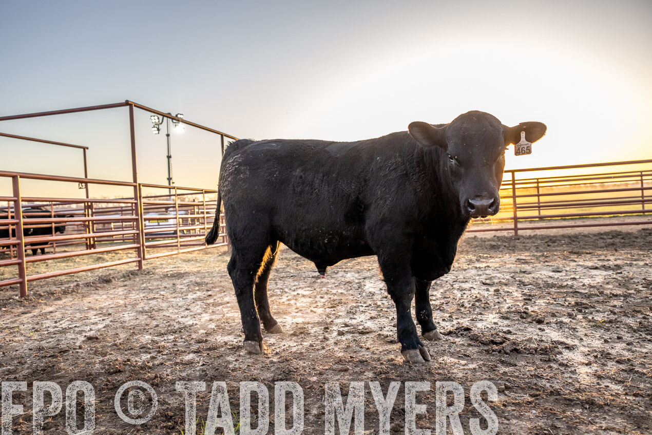 TMyers_SpringBullSale_Cameron_Feb2024-511696