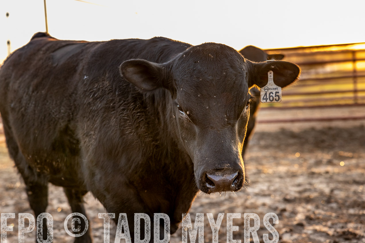 TMyers_SpringBullSale_Cameron_Feb2024-511701