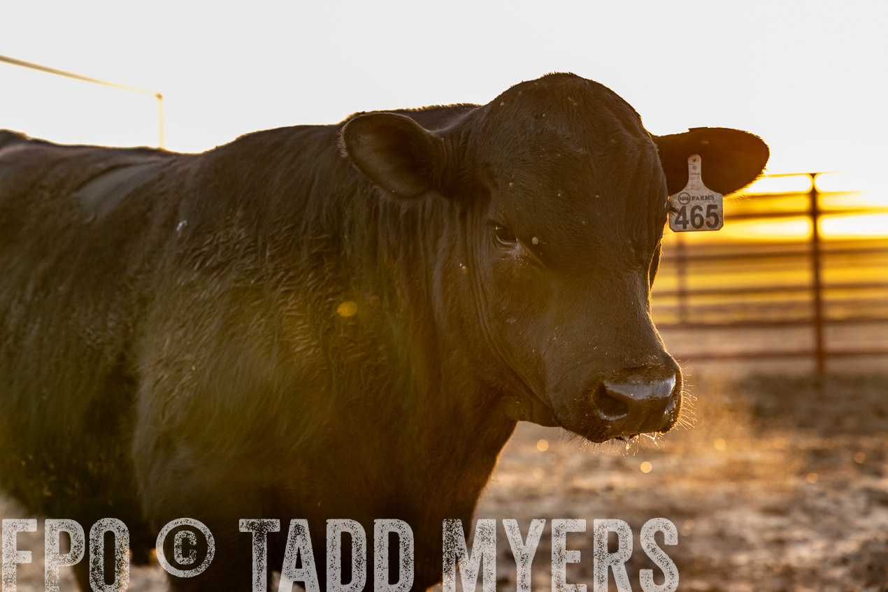 TMyers_SpringBullSale_Cameron_Feb2024-511707