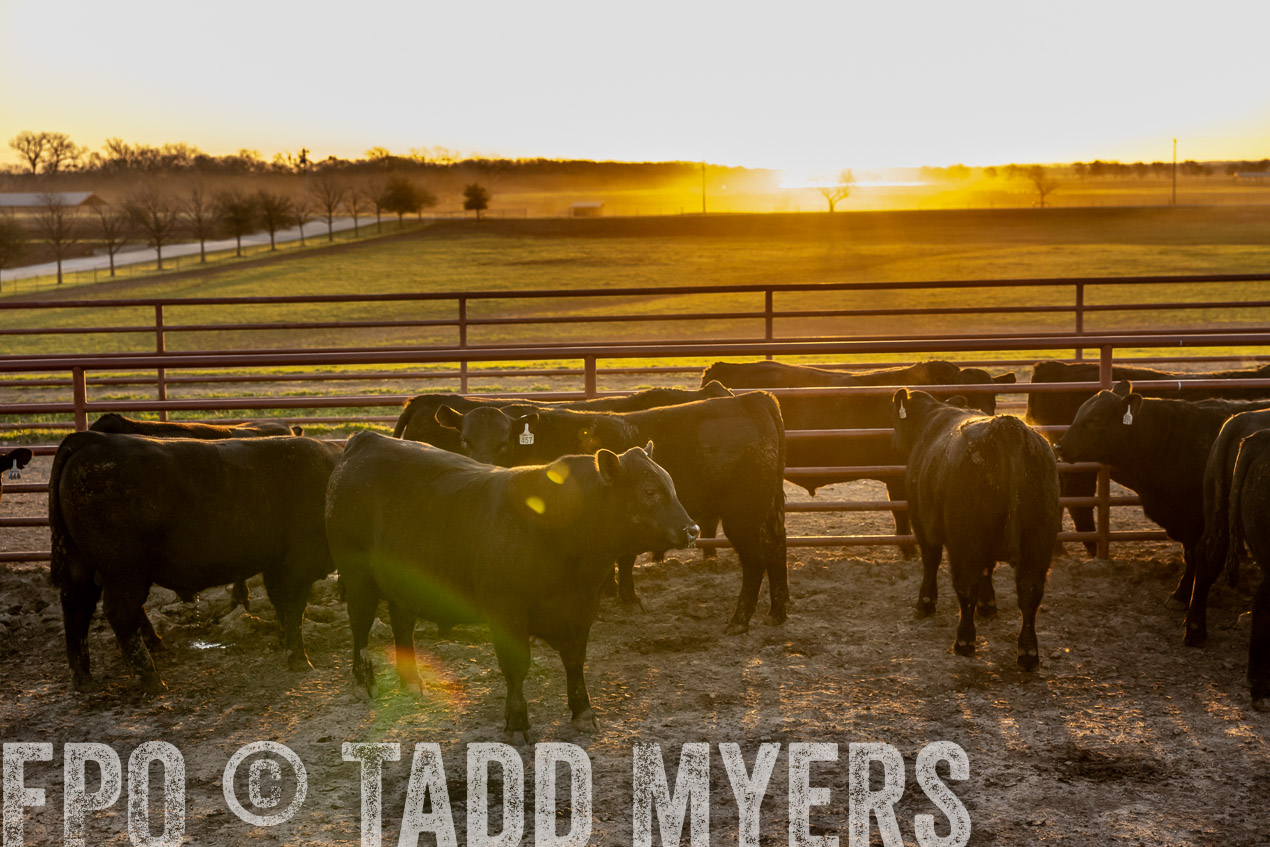 TMyers_SpringBullSale_Cameron_Feb2024-511733